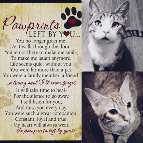 wildkat44